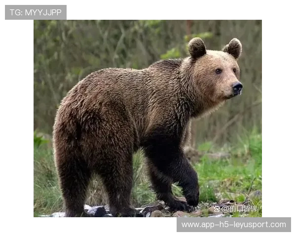 女子遭黑熊袭击身亡，细节曝光，女子被熊袭击